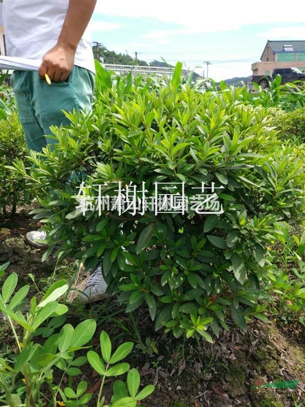 毛鵑球冠幅80-120公分