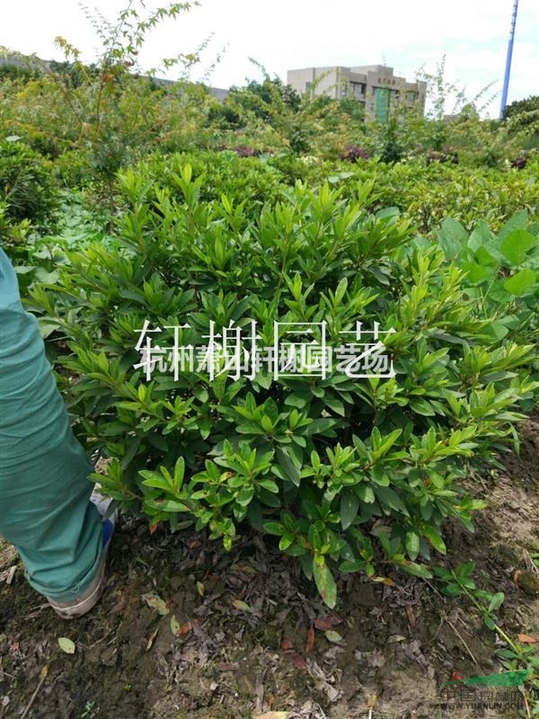 毛鵑球冠幅80-120公分