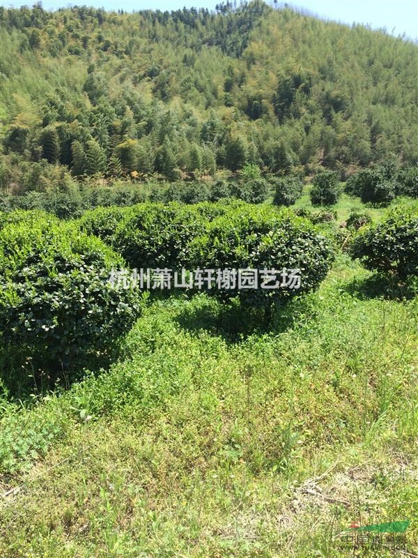 無刺枸骨球p80-150