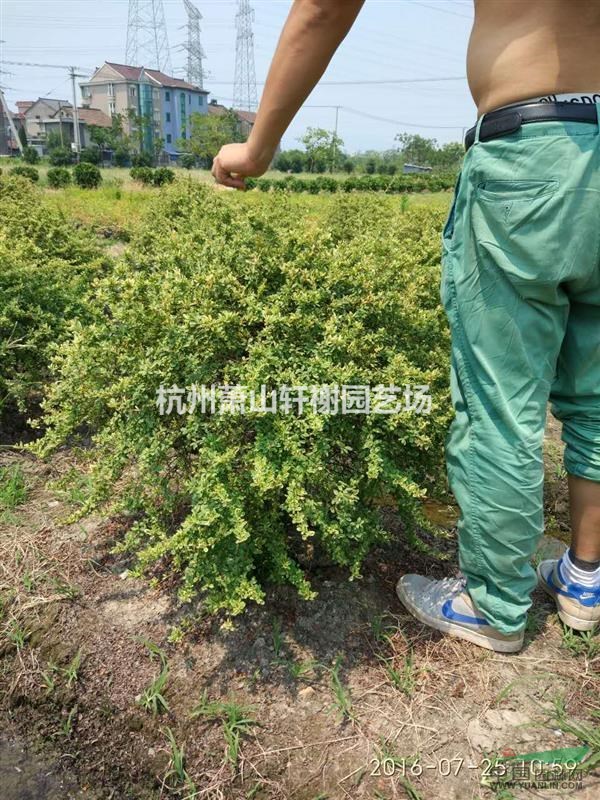 火棘球p80-120