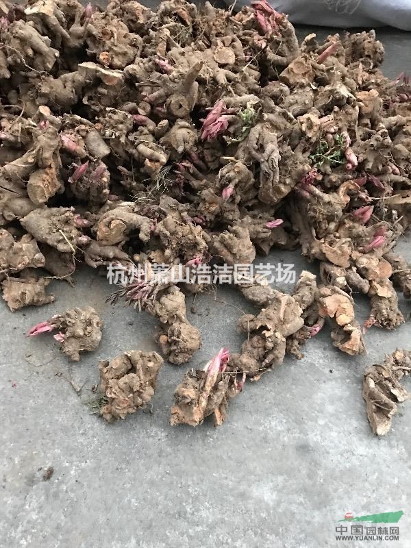 浙江芍藥綠化工程苗，芍藥發(fā)苗現(xiàn)場，一千數(shù)量一包。