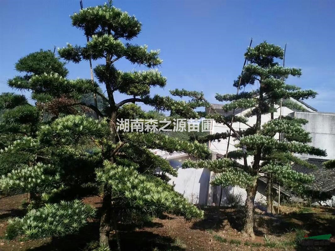 湖南造型羅漢松  20公分造型羅漢松古樁羅漢松盆景   
