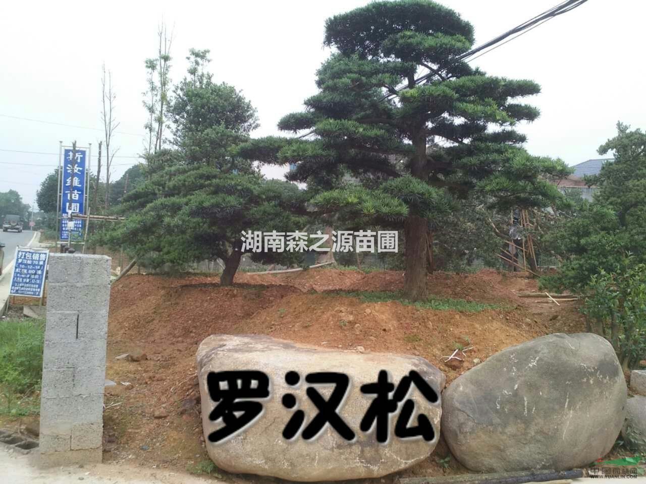 湖南造型羅漢松  20公分造型羅漢松古樁羅漢松盆景   