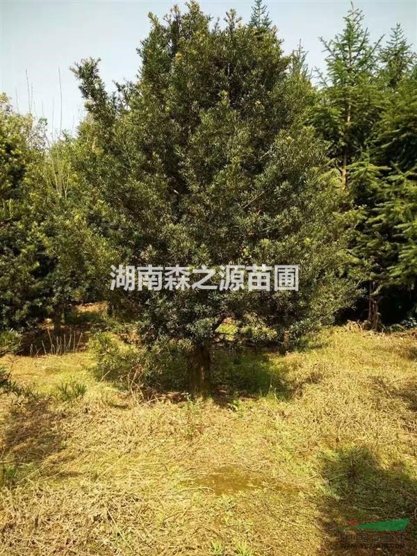 湖南羅漢松  20公分羅漢松