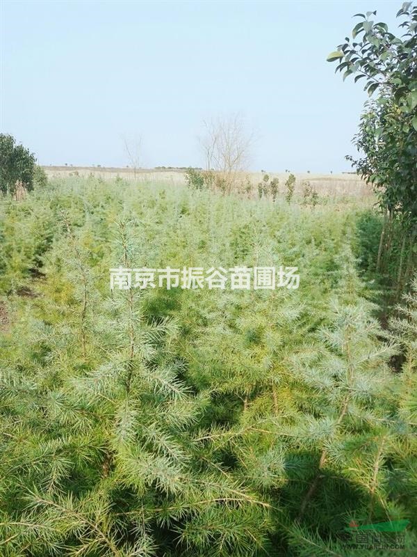 雪松價(jià)格