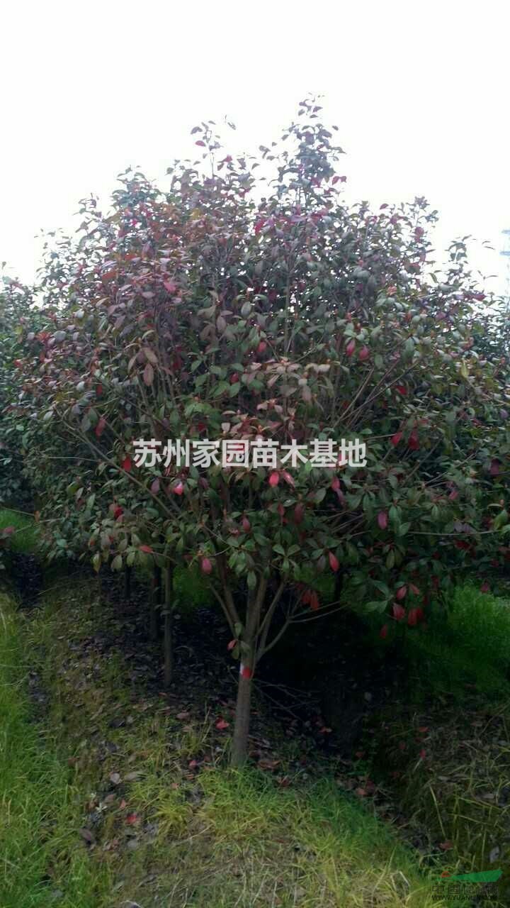 紅葉石楠樹，矮分枝紅葉石楠樹，精品苗