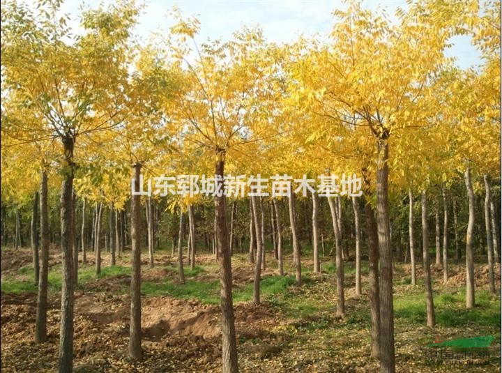 高接 矮接 8公分金枝槐 金葉槐價(jià)格
