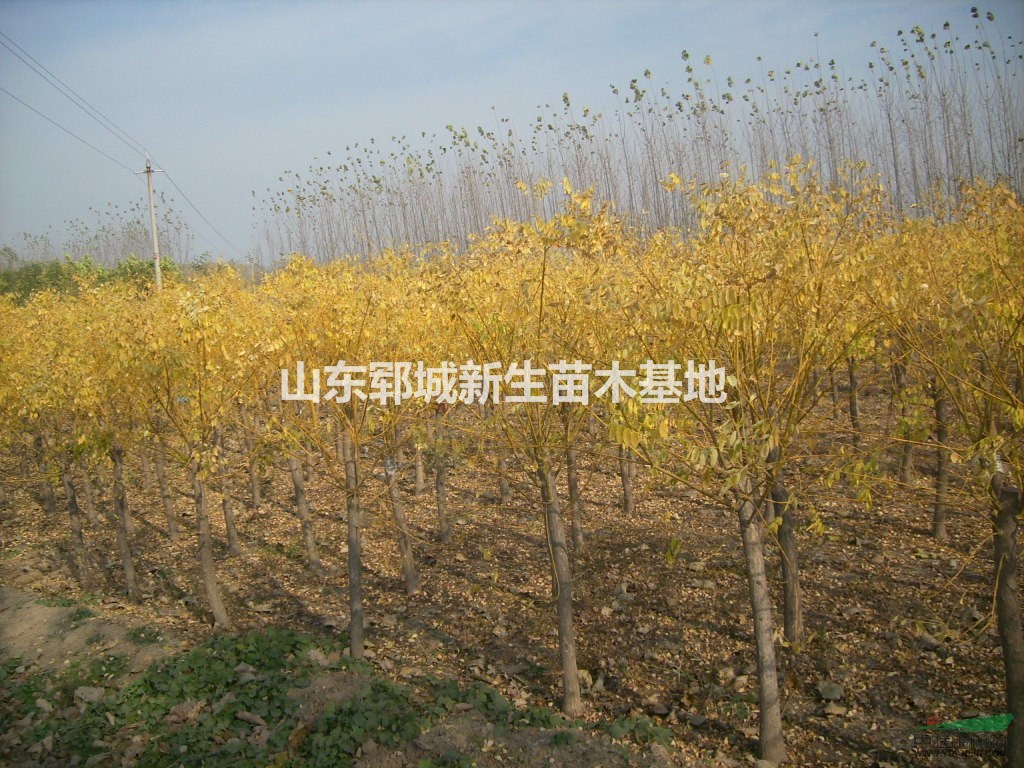 高接 矮接 8公分金枝槐 金葉槐價(jià)格