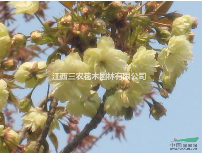 2017年4、5、8公分櫻花批發(fā)價