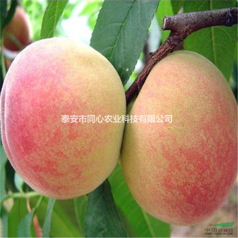 供應(yīng)桃樹苗 山東桃樹苗價格 山東優(yōu)質(zhì)桃樹苗基地