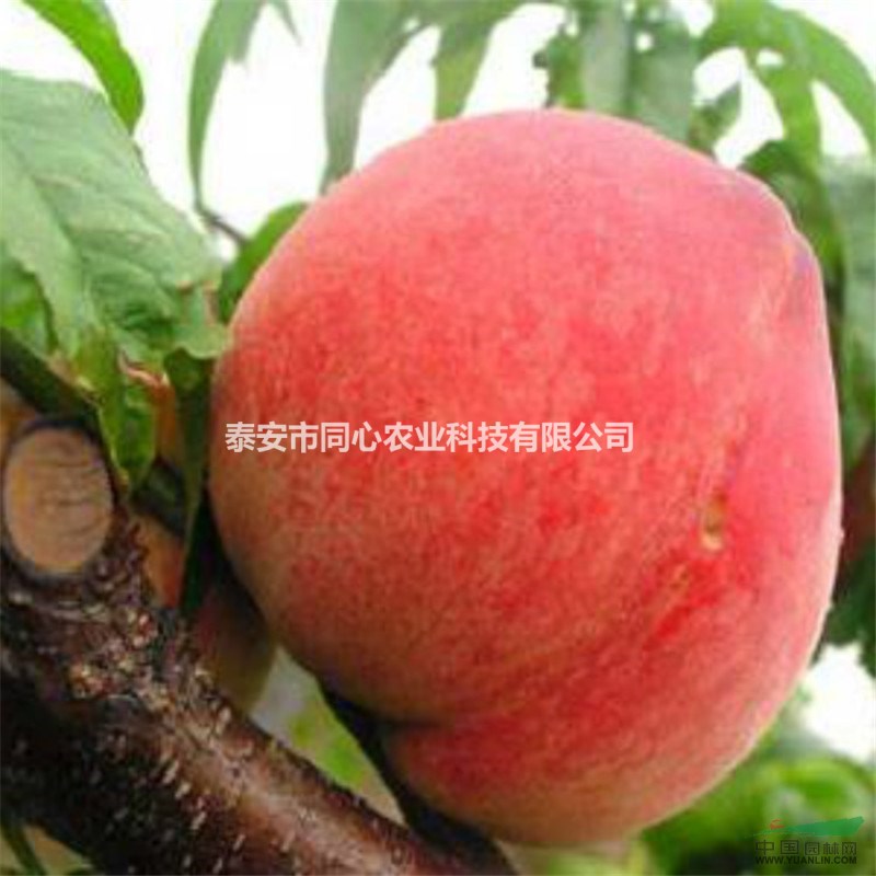 供應(yīng)桃樹苗 山東桃樹苗價格 山東優(yōu)質(zhì)桃樹苗基地