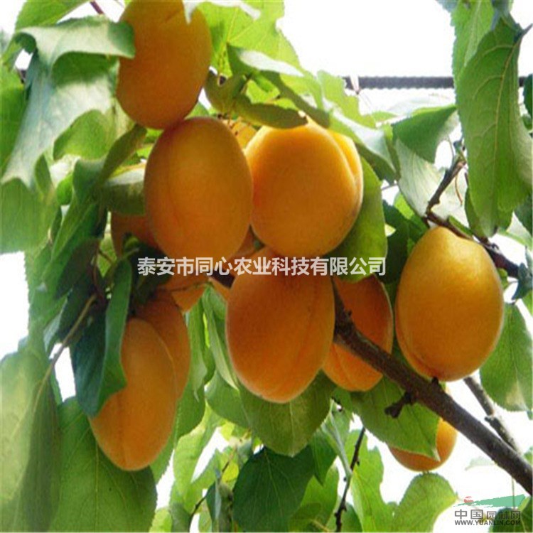 批發(fā)杏樹苗基地 山東杏樹苗價格 優(yōu)質杏樹苗哪里批發(fā)