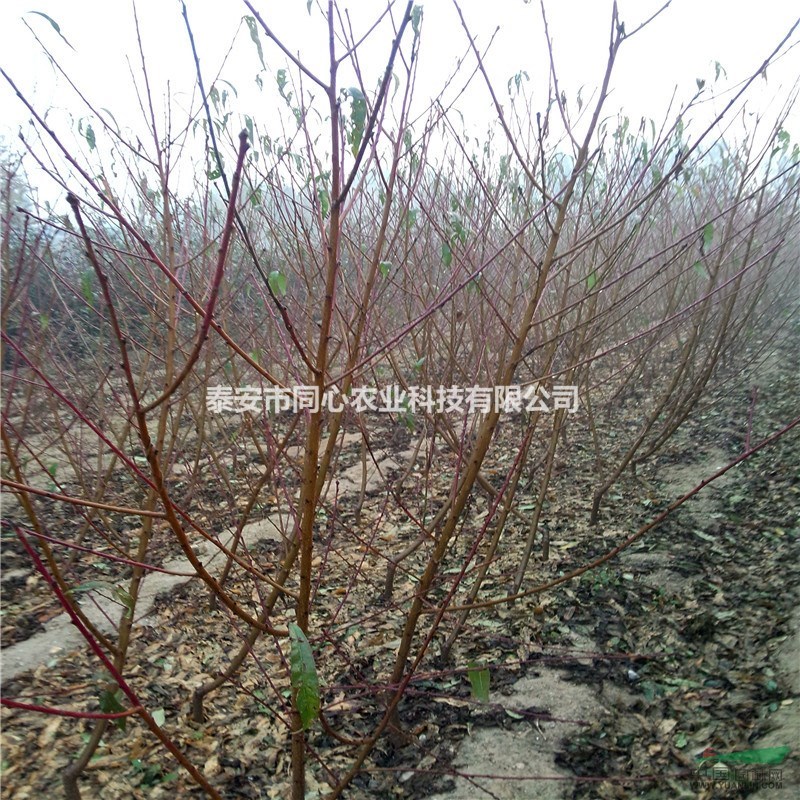 山東供應(yīng)晚熟桃樹(shù)苗 映霜紅桃樹(shù)苗 中華壽桃嫁接桃樹(shù)苗