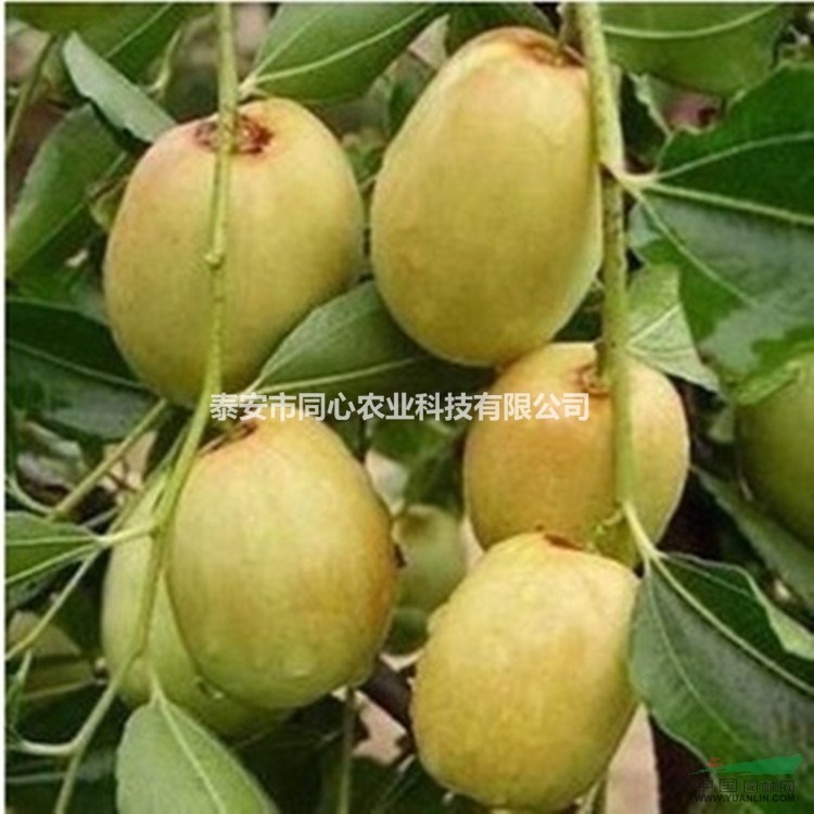 山東棗樹苗 冬棗樹苗 價(jià)格 優(yōu)質(zhì)棗樹苗基地