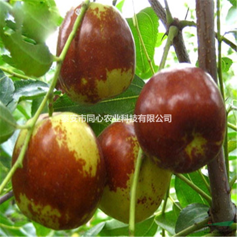 山東棗樹苗 冬棗樹苗 價(jià)格 優(yōu)質(zhì)棗樹苗基地