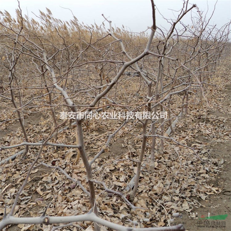 棗樹苗基地 批發(fā)棗樹苗價(jià)格 棗樹苗優(yōu)質(zhì)品種