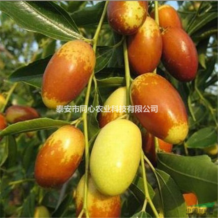 棗樹苗基地 批發(fā)棗樹苗價(jià)格 棗樹苗優(yōu)質(zhì)品種