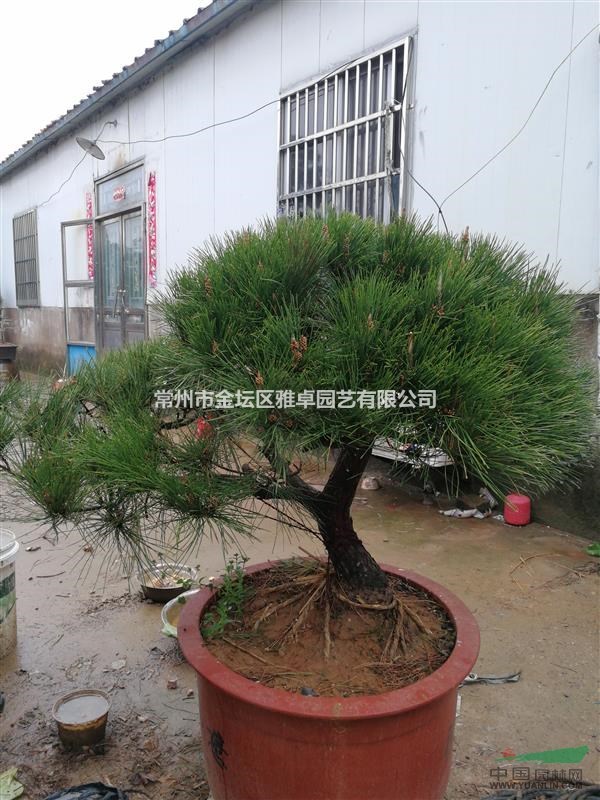 盆景黑松