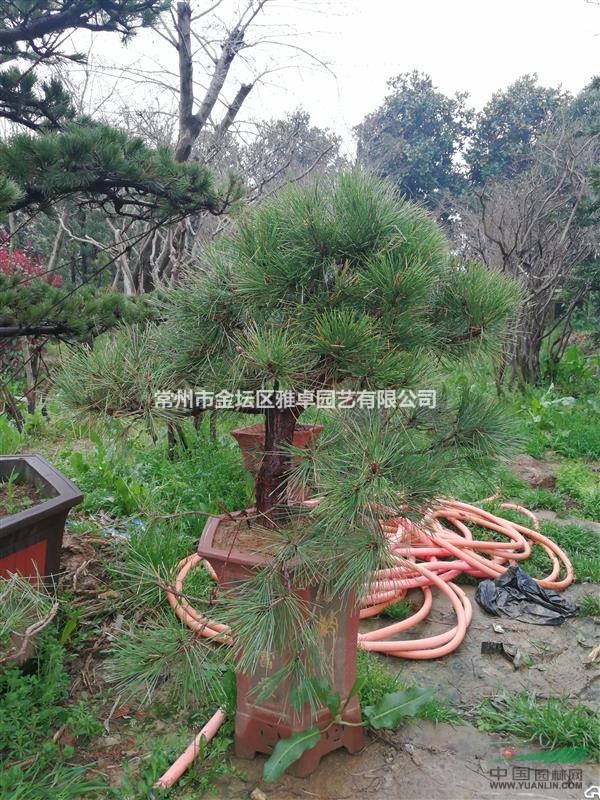 盆景黑松