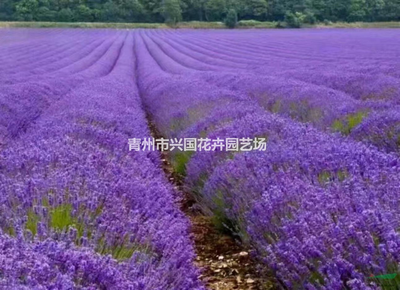 草花 宿根花卉 花海用花 批發(fā)薰衣草 打造香草園