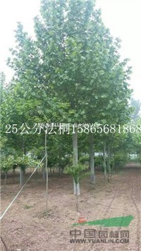20公分造型速生法桐樹市場前景依然看好