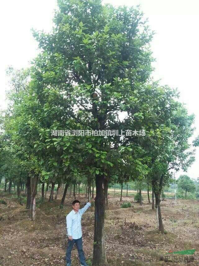 香泡樹(shù) 香緣樹(shù) 首選湖南瀏陽(yáng)市澤云苗木合作社