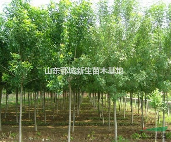 5公分國(guó)槐 5公分國(guó)槐價(jià)格