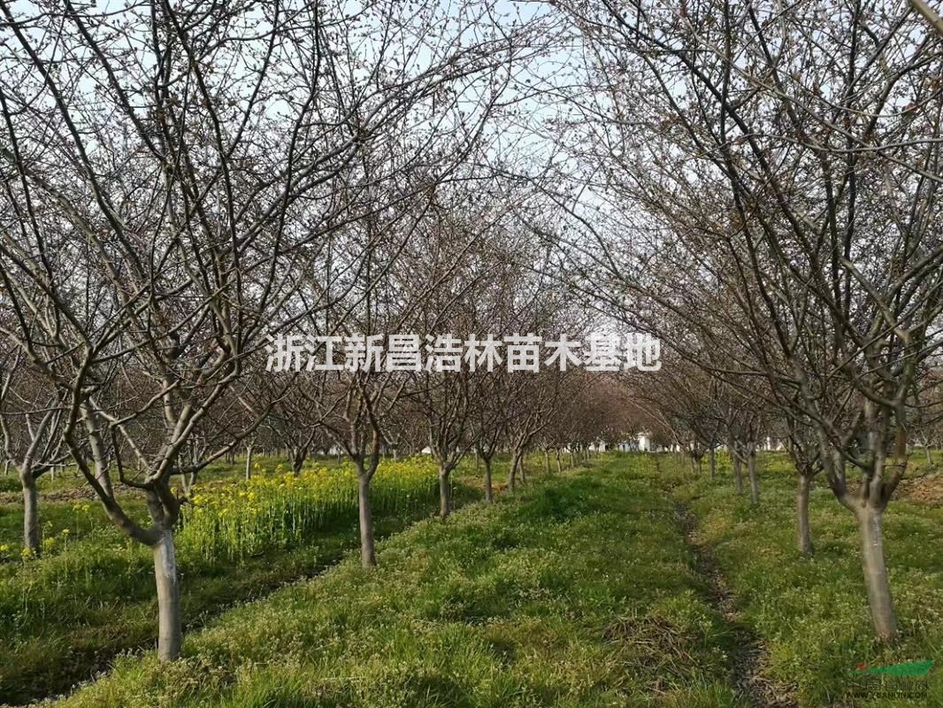 8公分～12公分垂絲海棠，西府海棠，北美海棠出貨