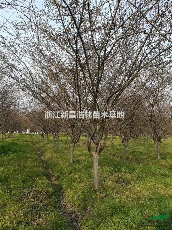 8公分～12公分垂絲海棠，西府海棠，北美海棠出貨
