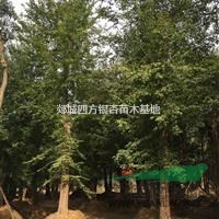 長期出售山東銀杏和郯城銀杏，邳州銀杏等綠化樹，銀杏價格