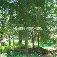 長期出售山東銀杏和郯城銀杏，邳州銀杏等綠化樹，銀杏價格