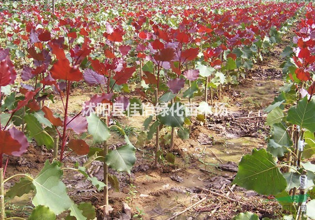 中華紅葉楊  楊樹  楊樹小苗 園林綠化小區(qū)綠化