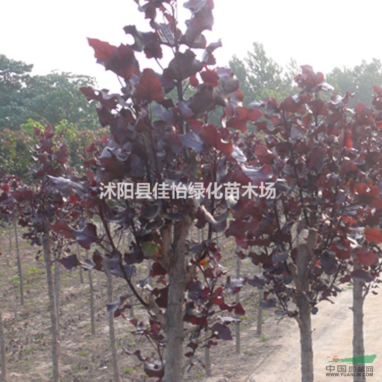 中華紅葉楊  楊樹  楊樹小苗 園林綠化小區(qū)綠化