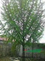 長(zhǎng)期出售精品銀杏樹，占地銀杏樹，占地樹，等占地苗木