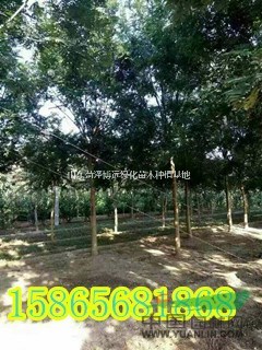 8公分國槐種植基地苗圃