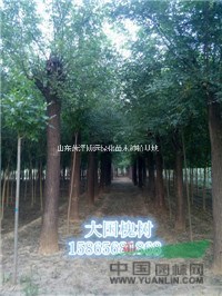 9公分國槐樹種植基地