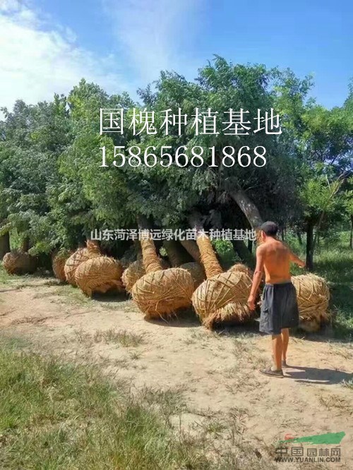 出售18公分假植國槐樹成活率高有保證