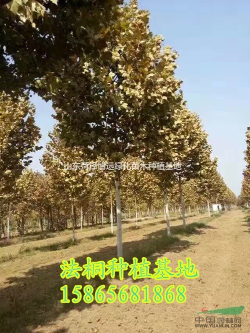 假植25公分國槐樹  25公分速生法桐質(zhì)量好