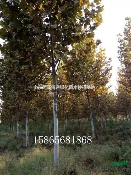 28公分國(guó)槐樹 28公分速生法桐上車價(jià)格
