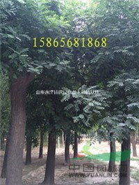 國槐樹 大尺寸國槐樹 大國槐樹種植基地