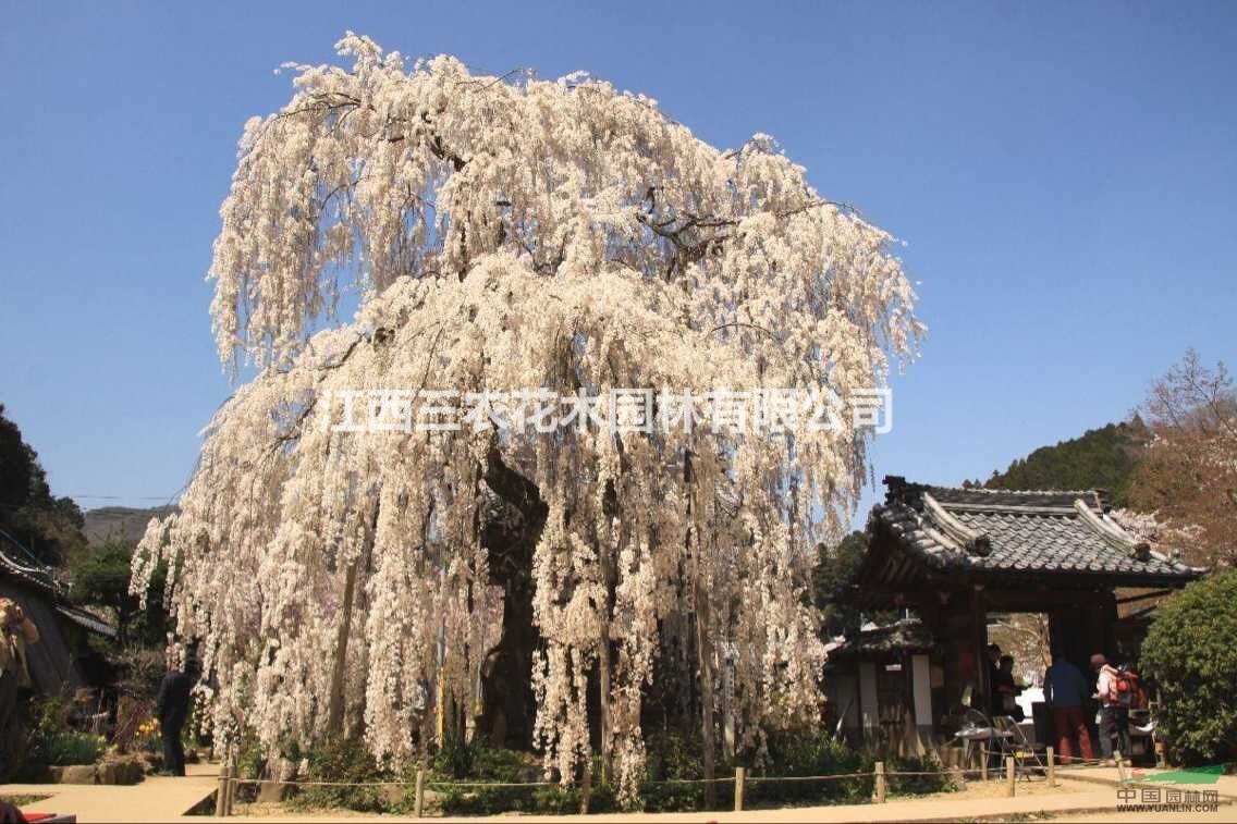 撫州1、2、3公分櫻花，1-3公分櫻花價格
