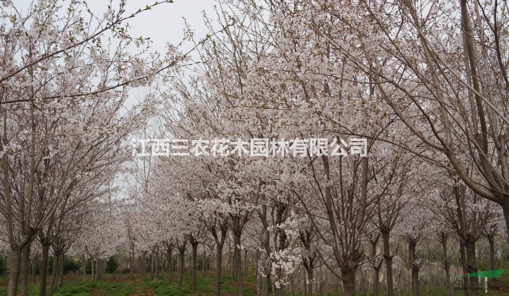 撫州1、2、3公分櫻花，1-3公分櫻花價格