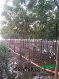 國槐樹  30公分國槐圖片 