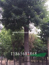 30的國槐發(fā)冒1-2年價