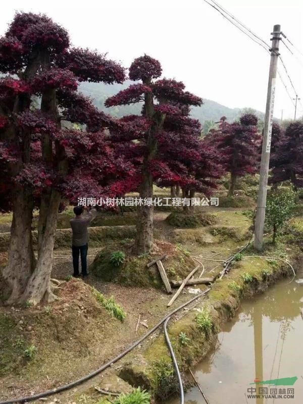 湖南精品紅繼木樁