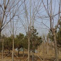 博野縣豐林苗圃場(chǎng)大量出售大白蠟