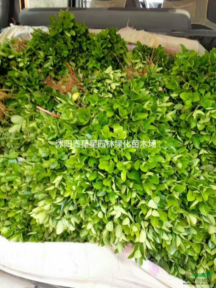 江蘇星星園林600萬棵優(yōu)質(zhì)大葉黃楊小苗起苗中。