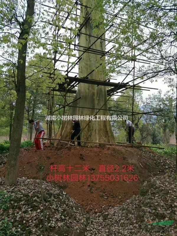 中華紫薇王