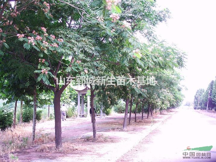 5公分合歡6公分合歡價(jià)格