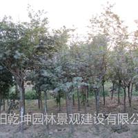 供應(yīng)紅楓，水杉